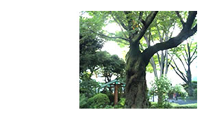 木がもたらす癒しの効果